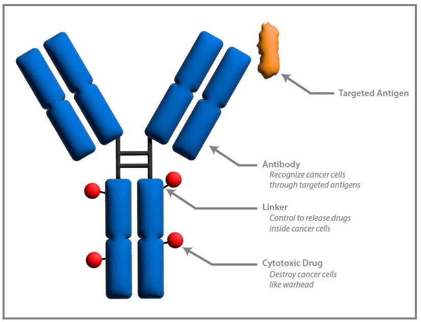 ADC structure (adopted from Signal Transduction and Targeted Therapy).