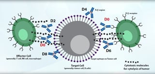 Critical Quality Attribute D0 Impact in ADC Modality