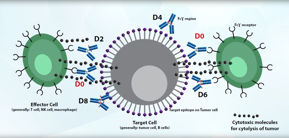 Critical Quality Attribute D0 Impact in ADC Modality